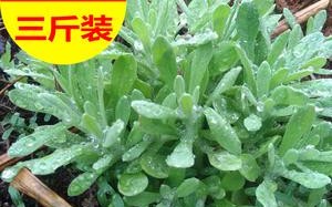 田艾哪里有卖（介绍水牛草作文）