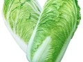 北方大白菜哪里最好,白菜哪里的好吃啊