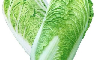 北方大白菜哪里最好,白菜哪里的好吃啊