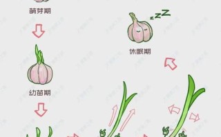 大蒜出哪里（大蒜哪里多）