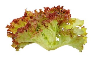 丹尼斯超市新鲜进口超市有没有紫叶生菜,紫叶生菜哪里有卖的