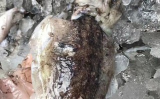 墨鱼 哪里好（墨鱼哪里好）