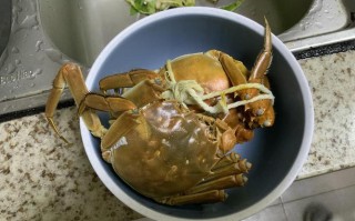 蒸螃蟹哪里不能吃（蒸螃蟹为什么黄不成形）