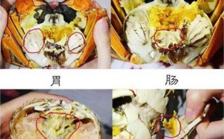 小龙虾的蟹黄在哪里（小龙虾的蟹黄在哪个部位）