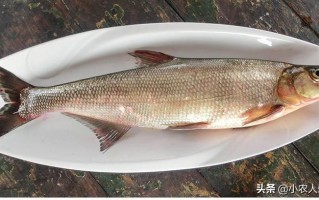 哪里吃豆渣（翘嘴吃豆腐渣吗）