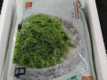 海底捞的裙带菜哪里能买,菜市场哪里有卖裙带菜