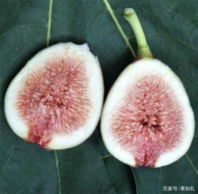 无花果花在内部还是外部,无花果的花在哪里在果实的内部还是外部-第1张图片-厨房小当家 无花果花在内部还是外部,无花果的花在哪里在果实的内部还是外部-第1张图片-厨房小当家