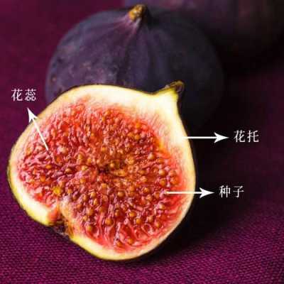 无花果花在内部还是外部,无花果的花在哪里在果实的内部还是外部-第2张图片-厨房小当家 无花果花在内部还是外部,无花果的花在哪里在果实的内部还是外部-第2张图片-厨房小当家