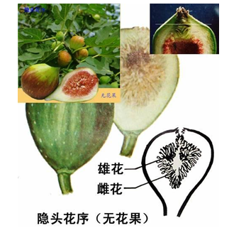 无花果花在内部还是外部,无花果的花在哪里在果实的内部还是外部-第3张图片-厨房小当家 无花果花在内部还是外部,无花果的花在哪里在果实的内部还是外部-第3张图片-厨房小当家