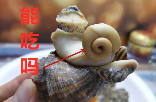 海螺哪里不能吃(海螺哪里不能吃图解视频)-第2张图片-厨房小当家 海螺哪里不能吃(海螺哪里不能吃图解视频)-第2张图片-厨房小当家