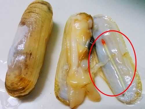 蛏子哪里是不能吃的,蛏子哪里不能吃图解-第1张图片-厨房小当家 蛏子哪里是不能吃的,蛏子哪里不能吃图解-第1张图片-厨房小当家