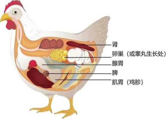 鸡胗是哪里(鸡胗是哪里部位)-第2张图片-厨房小当家 鸡胗是哪里(鸡胗是哪里部位)-第2张图片-厨房小当家