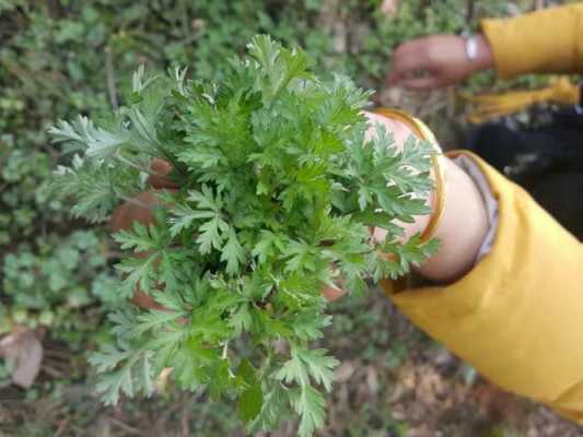 蒿子粑粑是哪里的特产（蒿子和艾草的区别图片）-第1张图片-厨房小当家
