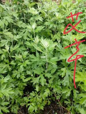 蒿子粑粑是哪里的特产（蒿子和艾草的区别图片）-第3张图片-厨房小当家