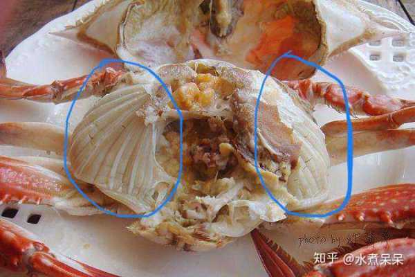 螃蟹有鳃吗,螃蟹的鳃在哪里图片-第1张图片-厨房小当家 螃蟹有鳃吗,螃蟹的鳃在哪里图片-第1张图片-厨房小当家