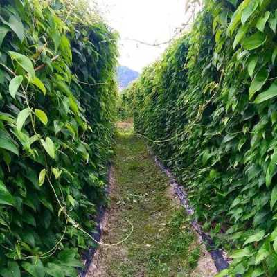 山药长在哪里(山药长在哪里图片)-第3张图片-厨房小当家 山药长在哪里(山药长在哪里图片)-第3张图片-厨房小当家