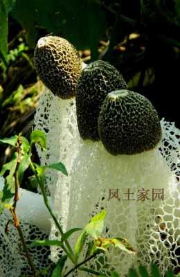 竹荪的生长期在几月份,竹荪长在哪里图片-第2张图片-厨房小当家 竹荪的生长期在几月份,竹荪长在哪里图片-第2张图片-厨房小当家
