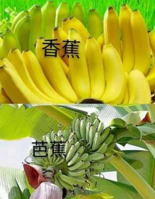 芭蕉跟香蕉有什么不同,香蕉与芭蕉差别在哪里? 营养与健康-第2张图片-厨房小当家 芭蕉跟香蕉有什么不同,香蕉与芭蕉差别在哪里? 营养与健康-第2张图片-厨房小当家