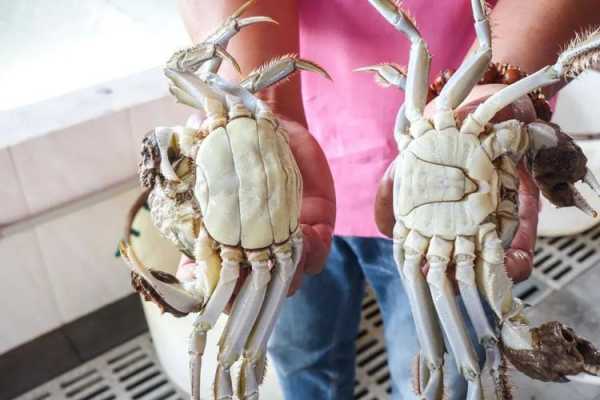 大闸蟹是哪里的（广西大闸蟹产地是哪里）-第3张图片-厨房小当家