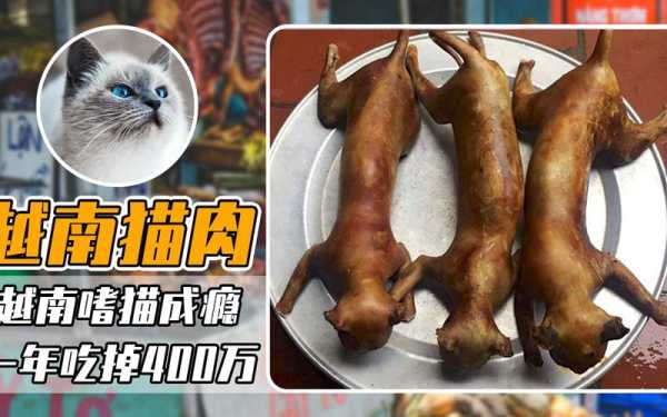 哪里吃猫肉(中国哪里吃猫肉)-第3张图片-厨房小当家 哪里吃猫肉(中国哪里吃猫肉)-第3张图片-厨房小当家