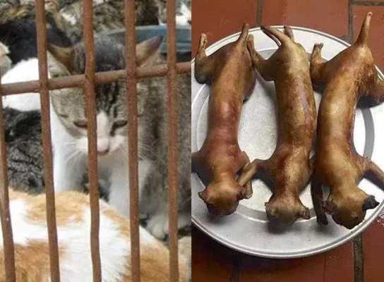 哪里吃猫肉(中国哪里吃猫肉)-第1张图片-厨房小当家 哪里吃猫肉(中国哪里吃猫肉)-第1张图片-厨房小当家