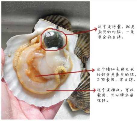 扇贝肉哪里不能吃(扇贝哪些部位不能吃)-第1张图片-厨房小当家 扇贝肉哪里不能吃(扇贝哪些部位不能吃)-第1张图片-厨房小当家