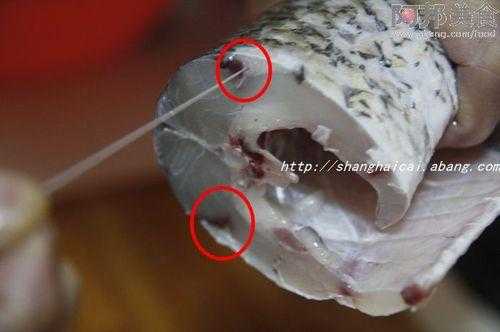 鱼腥线在什么地方,鱼腥线在哪里怎么取出来视频-第3张图片-厨房小当家 鱼腥线在什么地方,鱼腥线在哪里怎么取出来视频-第3张图片-厨房小当家