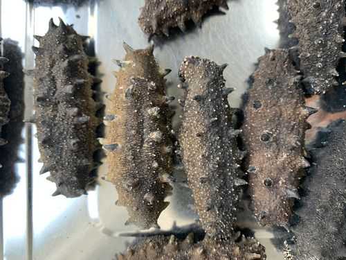 哪里产的海参好（哪里产的海参好）-第2张图片-厨房小当家