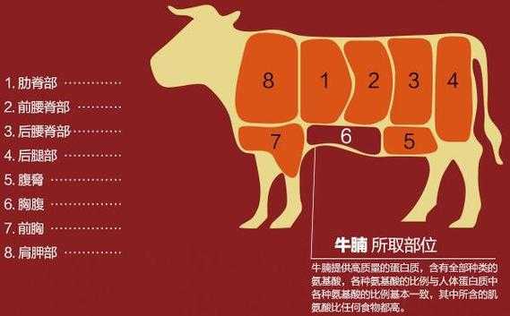 牛腩是牛的哪里(牛腩指的是牛的哪一部分)-第3张图片-厨房小当家 牛腩是牛的哪里(牛腩指的是牛的哪一部分)-第3张图片-厨房小当家
