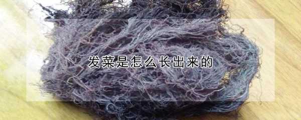 发菜生长在哪里(广东发菜是怎么样生长的)-第3张图片-厨房小当家 发菜生长在哪里(广东发菜是怎么样生长的)-第3张图片-厨房小当家