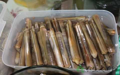 蛏子哪块不能吃,竹节蛏子哪里不能吃图解-第2张图片-厨房小当家 蛏子哪块不能吃,竹节蛏子哪里不能吃图解-第2张图片-厨房小当家