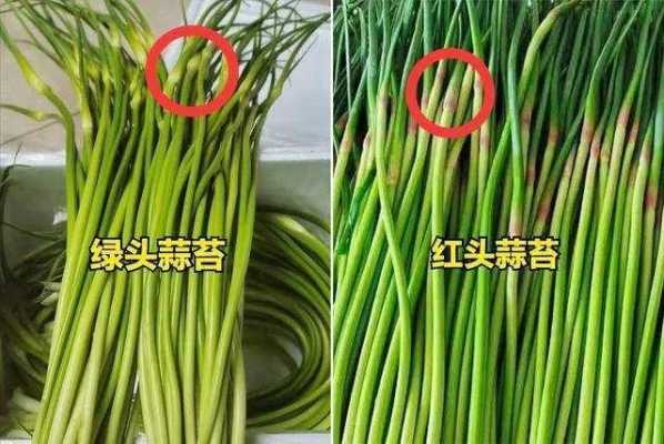 蒜苔哪里不能吃(蒜苔哪里不可以吃)-第1张图片-厨房小当家 蒜苔哪里不能吃(蒜苔哪里不可以吃)-第1张图片-厨房小当家