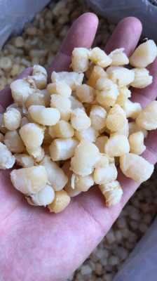 干贝在哪里可以买到(干贝在哪里可以买到正品)-第3张图片-厨房小当家 干贝在哪里可以买到(干贝在哪里可以买到正品)-第3张图片-厨房小当家