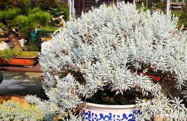 雪芙蓉的养殖方法,雪芙蓉怎么样才能开花-第3张图片-厨房小当家 雪芙蓉的养殖方法,雪芙蓉怎么样才能开花-第3张图片-厨房小当家