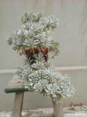 雪芙蓉的养殖方法,雪芙蓉怎么样才能开花-第2张图片-厨房小当家 雪芙蓉的养殖方法,雪芙蓉怎么样才能开花-第2张图片-厨房小当家