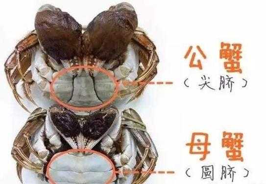 公螃蟹吃哪里,蟹吃什么地方-第3张图片-厨房小当家 公螃蟹吃哪里,蟹吃什么地方-第3张图片-厨房小当家
