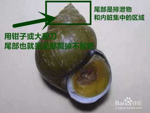 海螺吃哪里(田螺吃哪些部位)-第3张图片-厨房小当家 海螺吃哪里(田螺吃哪些部位)-第3张图片-厨房小当家