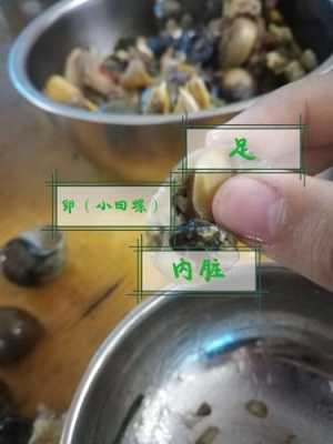 海螺吃哪里(田螺吃哪些部位)-第1张图片-厨房小当家 海螺吃哪里(田螺吃哪些部位)-第1张图片-厨房小当家
