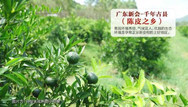 哪里陈皮最好(新会陈皮哪个产地最好)-第1张图片-厨房小当家 哪里陈皮最好(新会陈皮哪个产地最好)-第1张图片-厨房小当家