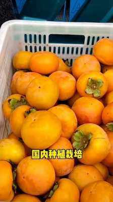 哪里的柿子好吃(哪里的柿子好吃最甜)-第3张图片-厨房小当家 哪里的柿子好吃(哪里的柿子好吃最甜)-第3张图片-厨房小当家