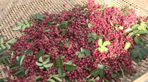 花椒哪里的好(中国哪里的花椒最好)-第3张图片-厨房小当家 花椒哪里的好(中国哪里的花椒最好)-第3张图片-厨房小当家