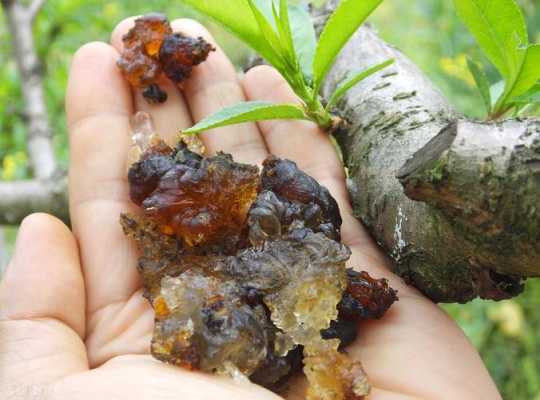 桃胶哪里有卖(桃胶哪里有卖多少钱一斤)-第3张图片-厨房小当家 桃胶哪里有卖(桃胶哪里有卖多少钱一斤)-第3张图片-厨房小当家
