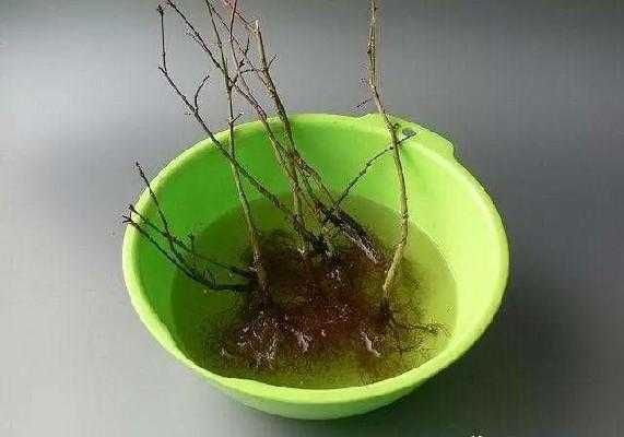 生根粉泡和浇哪个效果好,港其淋加盟-第3张图片-厨房小当家 生根粉泡和浇哪个效果好,港其淋加盟-第3张图片-厨房小当家