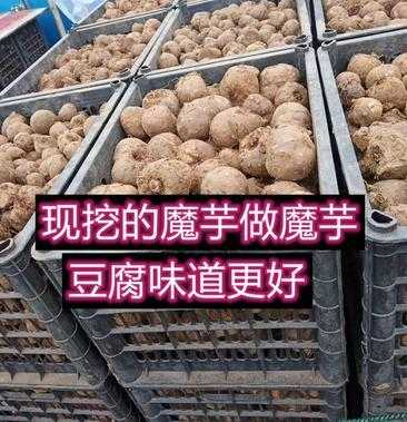 魔芋在哪里买(魔芋一年四季都有的买吗?我是说新鲜的魔芋)-第1张图片-厨房小当家 魔芋在哪里买(魔芋一年四季都有的买吗?我是说新鲜的魔芋)-第1张图片-厨房小当家