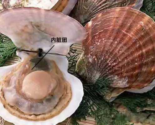 扇贝哪些地方能吃,扇贝哪里能吃,带有图解-第3张图片-厨房小当家 扇贝哪些地方能吃,扇贝哪里能吃,带有图解-第3张图片-厨房小当家