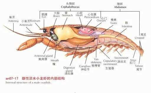 虾什么地方不能吃,虾哪些部位不能吃图解-第2张图片-厨房小当家 虾什么地方不能吃,虾哪些部位不能吃图解-第2张图片-厨房小当家