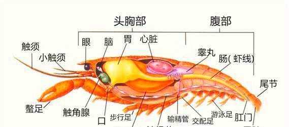 虾什么地方不能吃,虾哪些部位不能吃图解-第1张图片-厨房小当家 虾什么地方不能吃,虾哪些部位不能吃图解-第1张图片-厨房小当家