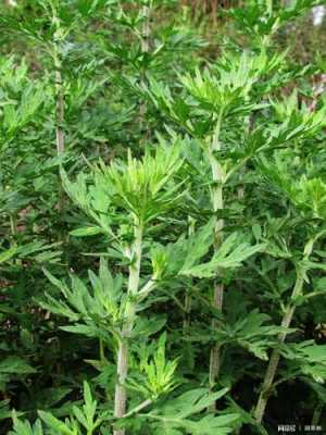 艾草哪里的好(艾草哪里的好吃)-第2张图片-厨房小当家 艾草哪里的好(艾草哪里的好吃)-第2张图片-厨房小当家