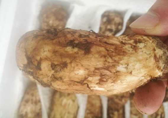 哪里的松茸最好(哪里的松茸最好最贵)-第3张图片-厨房小当家 哪里的松茸最好(哪里的松茸最好最贵)-第3张图片-厨房小当家