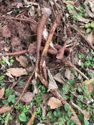 哪里的葛根最好(葛根哪里的品种好)-第3张图片-厨房小当家 哪里的葛根最好(葛根哪里的品种好)-第3张图片-厨房小当家